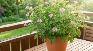 Pianta di geranio odoroso in vaso su tavolo da terrazza in legno