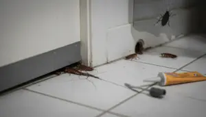 Scarafaggi che entrano da fessure e buchi in un angolo della casa con sigillante sul pavimento