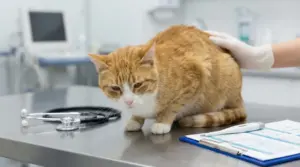 Gatto su un tavolo veterinario durante una visita medica