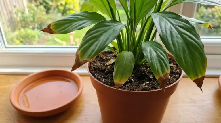 Pianta in vaso sul davanzale con foglie verdi e punte marroni, con sottovaso accanto